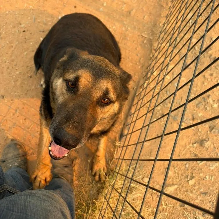 A senior large-sized male German Shepherd Dog dog named Enzo for adoption in Paradise, TX