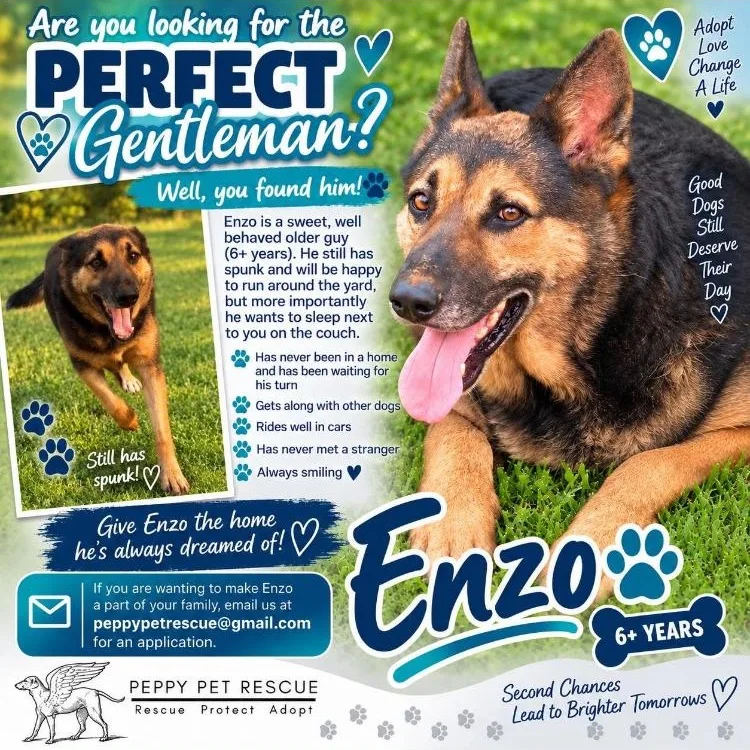 Enzo thumbnail 5