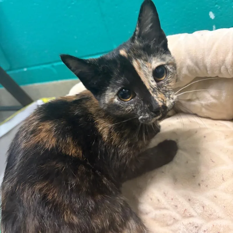 A baby small-sized female Black Domestic Short Hair cat named TBoz for adoption in Fredericksburg, VA