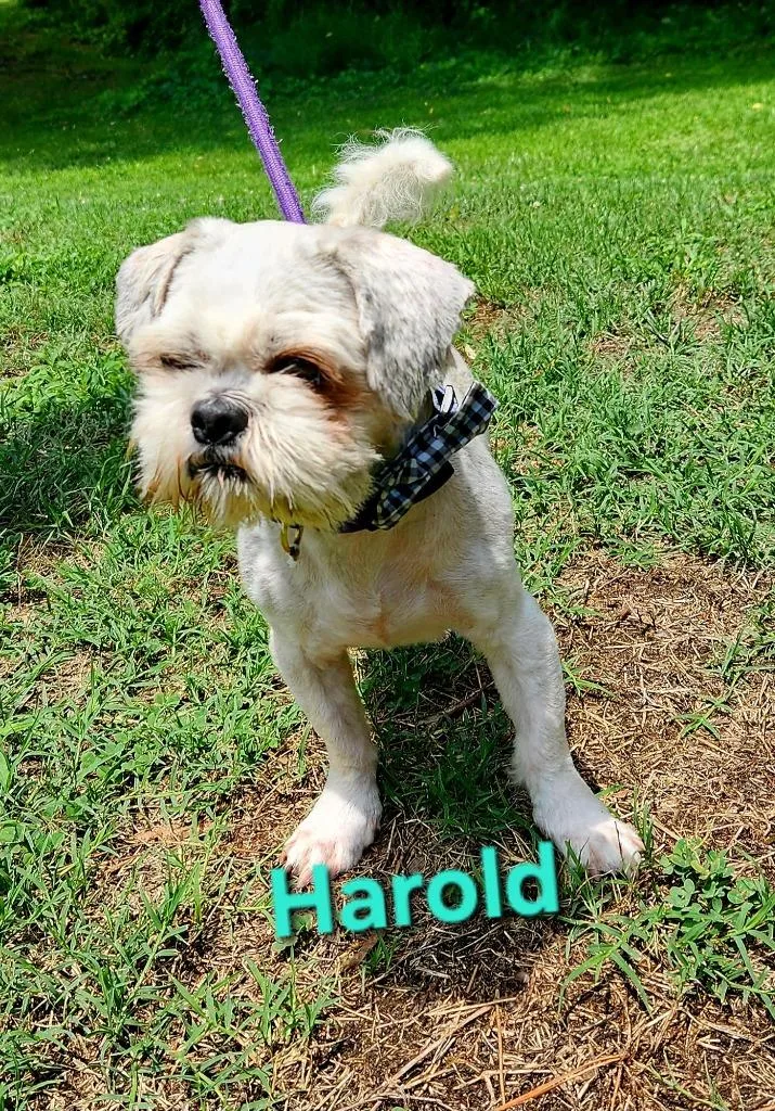 Harold