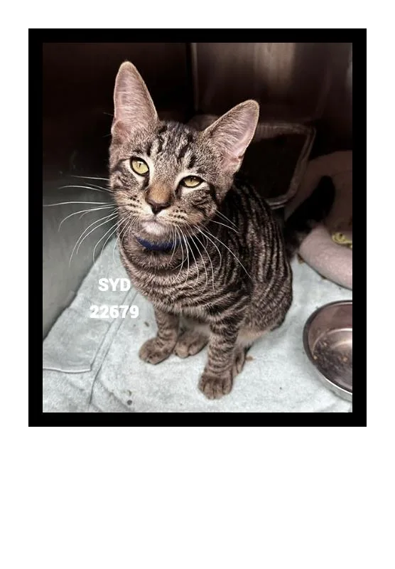 A young medium-sized male Domestic Short Hair cat named Syd for adoption in Marietta, GA