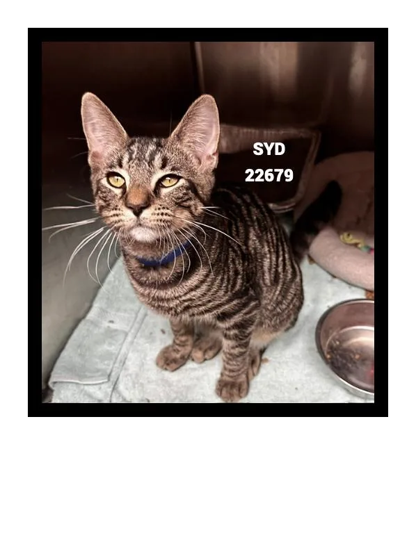 Syd thumbnail 2