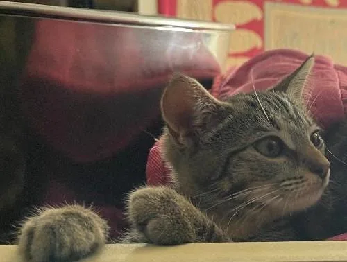 A baby medium-sized male Tabby (Brown / Chocolate) Domestic Short Hair cat named Saul for adoption in Grove City, OH