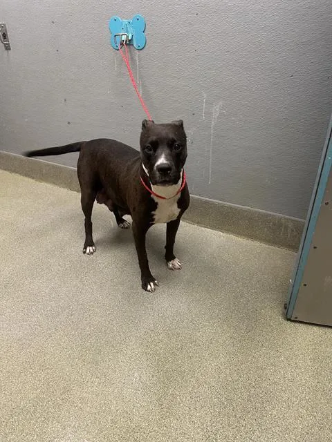 An adult large-sized female Pit Bull Terrier dog named Something Special for adoption in Las Vegas, NV
