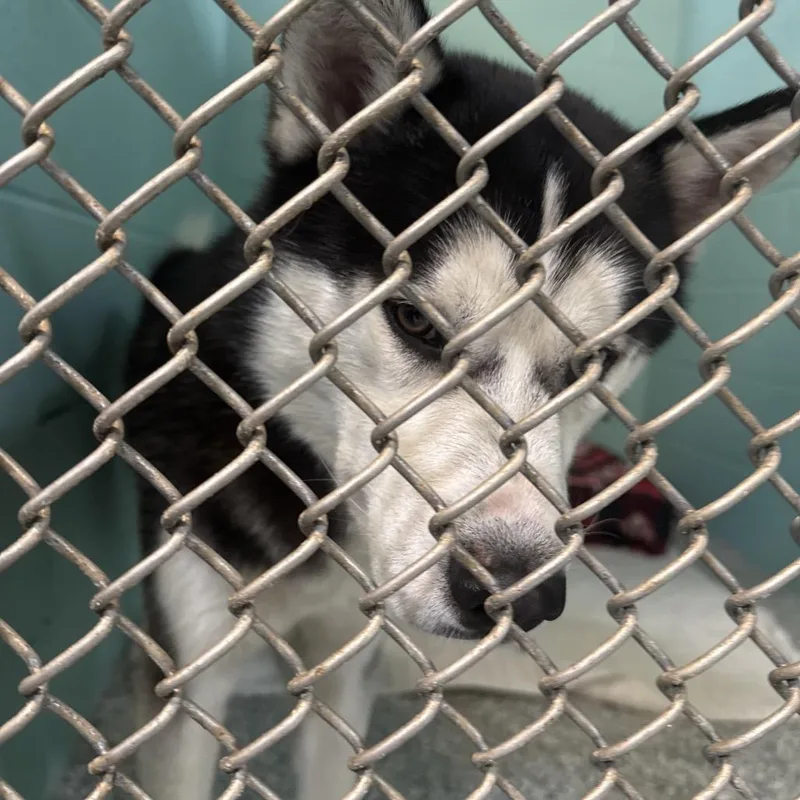 A young medium-sized male Black Husky dog named Scuttle for adoption in Port Charlotte, FL