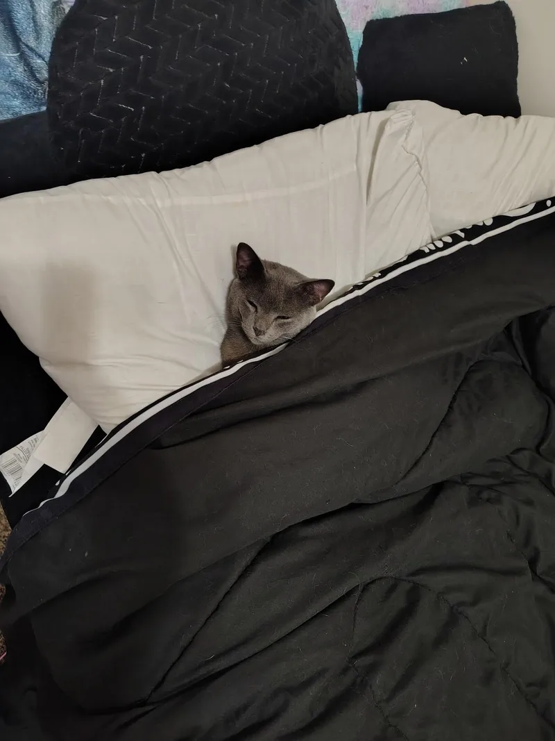 An adult medium-sized male Gray / Blue / Silver Domestic Short Hair cat named Totoro for adoption in Mount Pleasant, TX