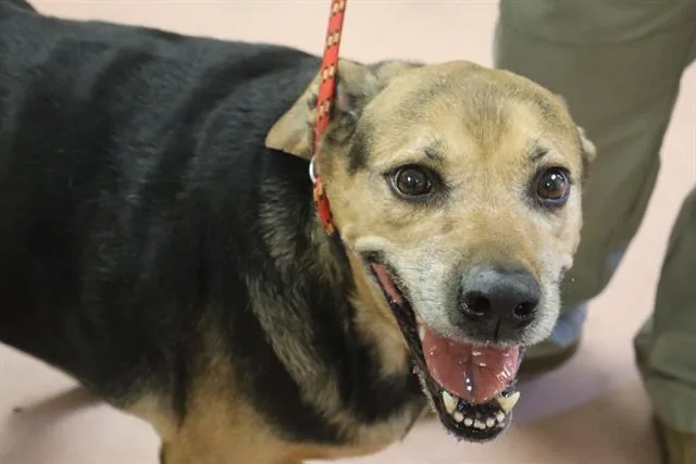 An adult large-sized male Mixed Breed dog named Radley for adoption in Columbia, SC