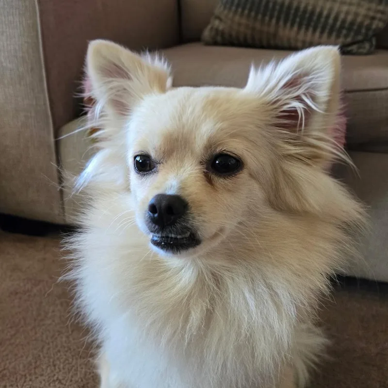Osita The "little Teddy