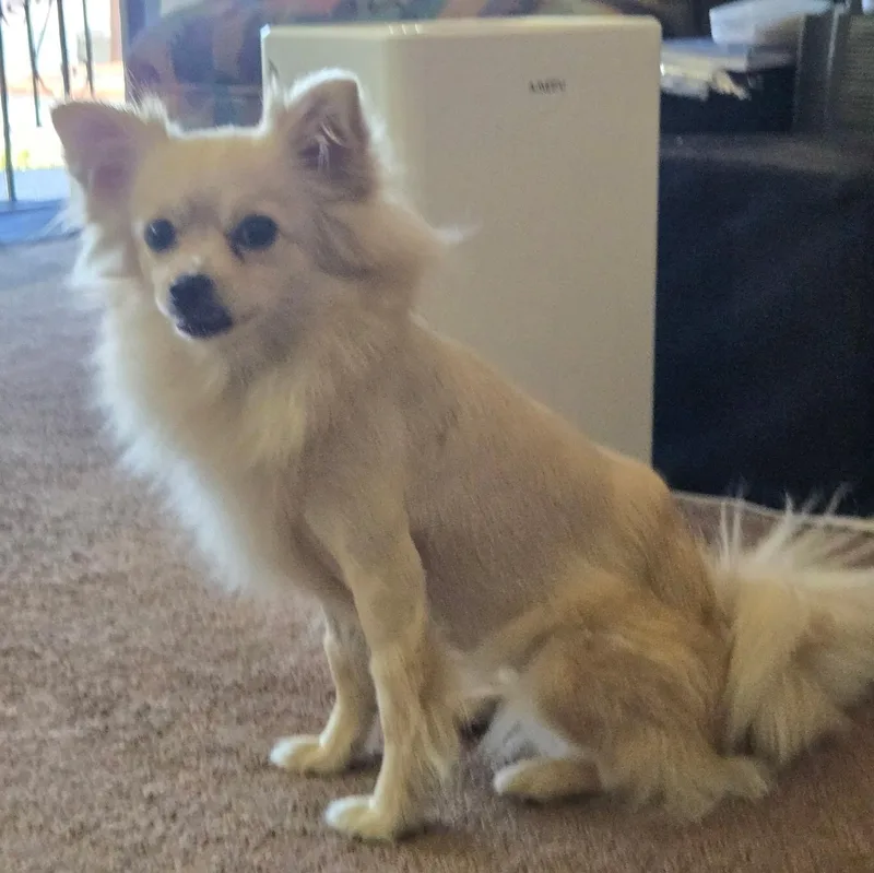 Osita The "little Teddy thumbnail 2