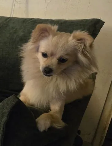 Osita The "little Teddy thumbnail 3
