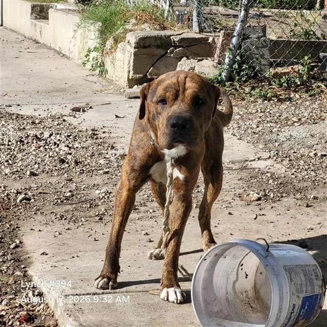 An adult medium-sized male Mastiff dog named Boomer for adoption in San Antonio, TX