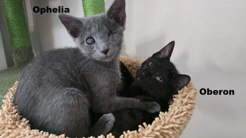 A young medium-sized female Gray / Blue / Silver Domestic Short Hair cat named Ophelia for adoption in Rockville, MD