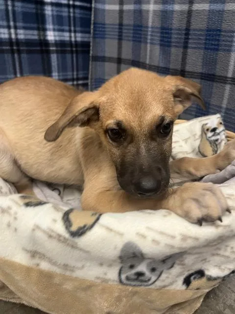 A baby small-sized male German Shepherd Dog dog named Hunter for adoption in Rosenberg, TX