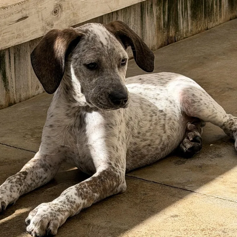A baby medium-sized male German Shorthaired Pointer dog named Brodie for adoption in Freeport, FL