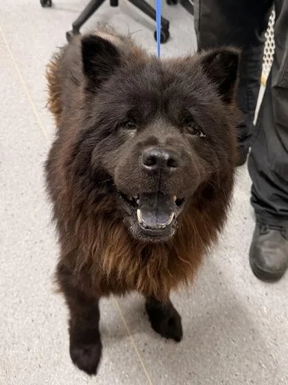 A young medium-sized male Black Chow Chow dog named Catamaran for adoption in Cleveland, OH