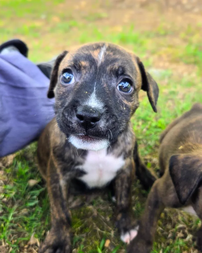 A baby medium-sized male Mixed Breed dog named Moko for adoption in Douglasville, GA