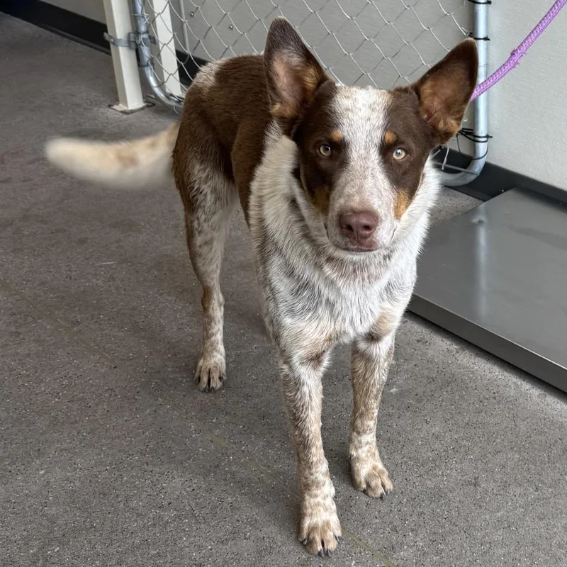 An adult medium-sized male White / Cream Mixed Breed dog named Hayner for adoption in Las Cruces, NM