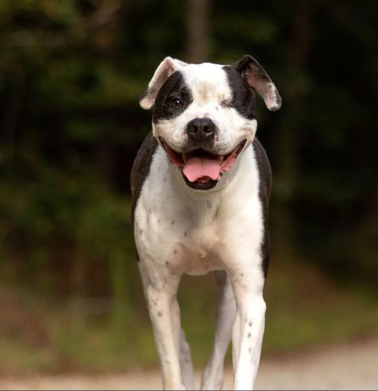 An adult large-sized female American Bulldog dog named Ellie Beth for adoption in Roswell, GA