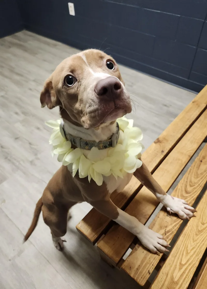 A baby medium-sized female White / Cream Pit Bull Terrier dog named Cookie Sheet for adoption in Mansfield, OH