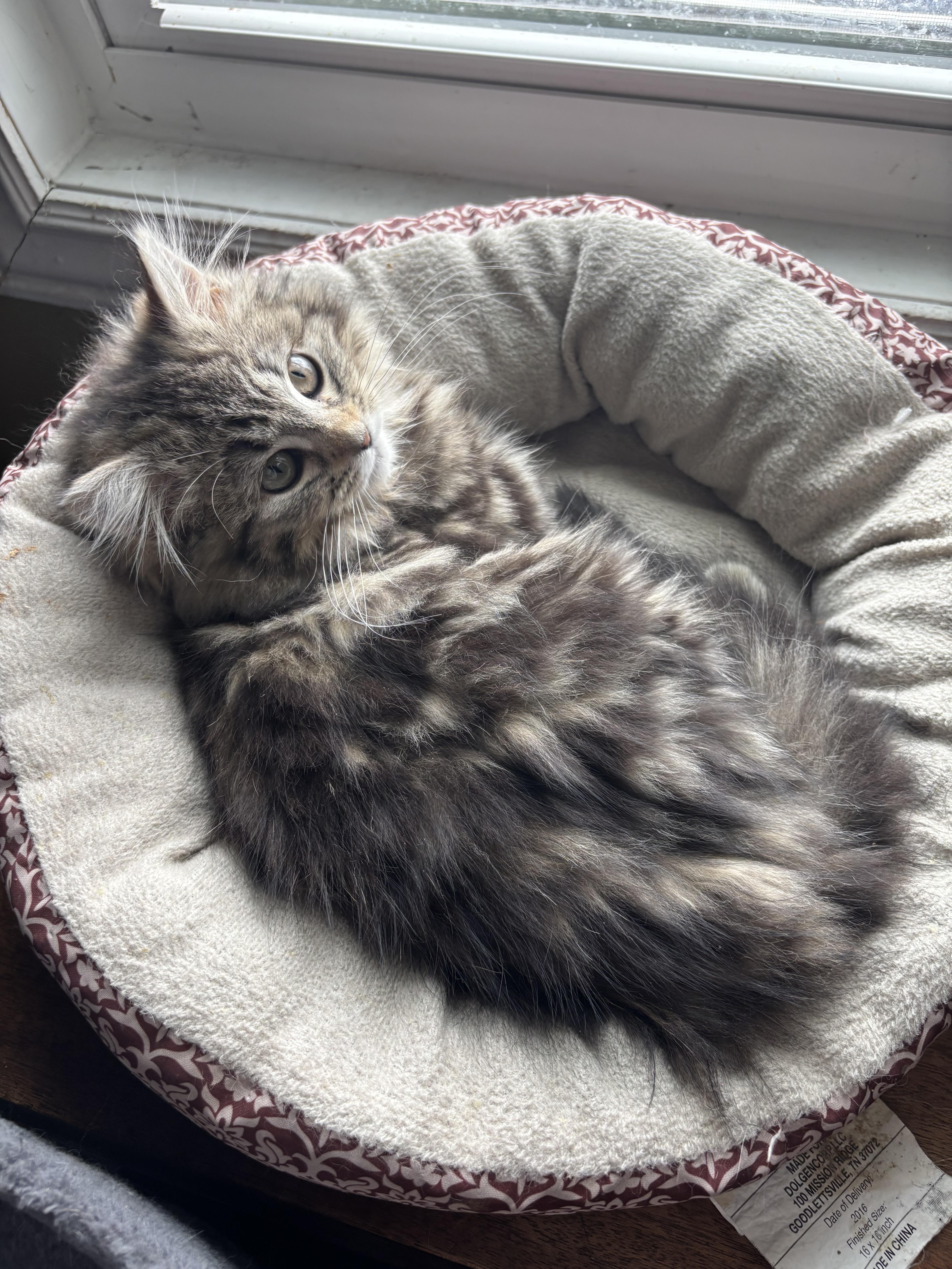 Persia Bonded With Penelope thumbnail 2