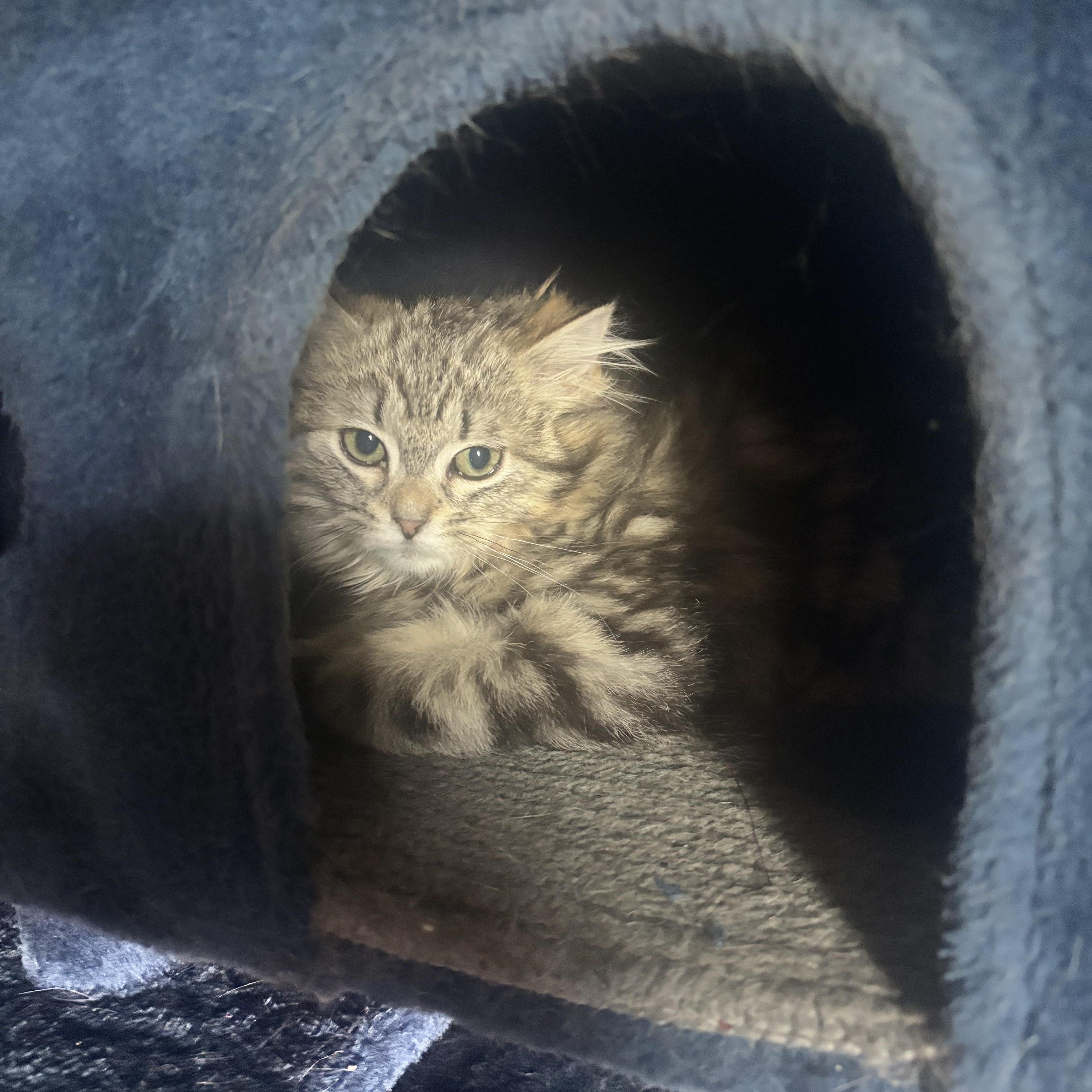 Persia Bonded With Penelope thumbnail 3