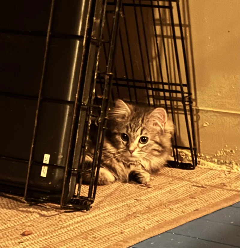 Persia Bonded With Penelope