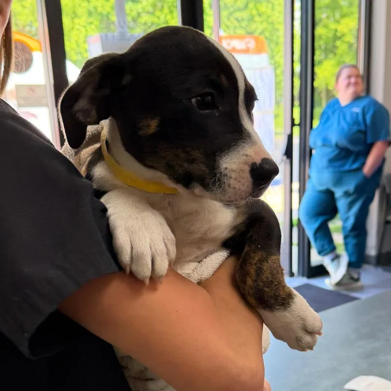 A baby small-sized female Black Mixed Breed dog named Selena for adoption in Grand Rapids, MI