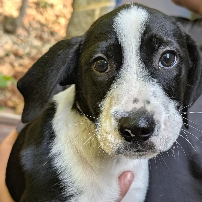A baby medium-sized male Tricolor (Brown, Black, & White) Hound dog named Miles for adoption in House Springs, MO