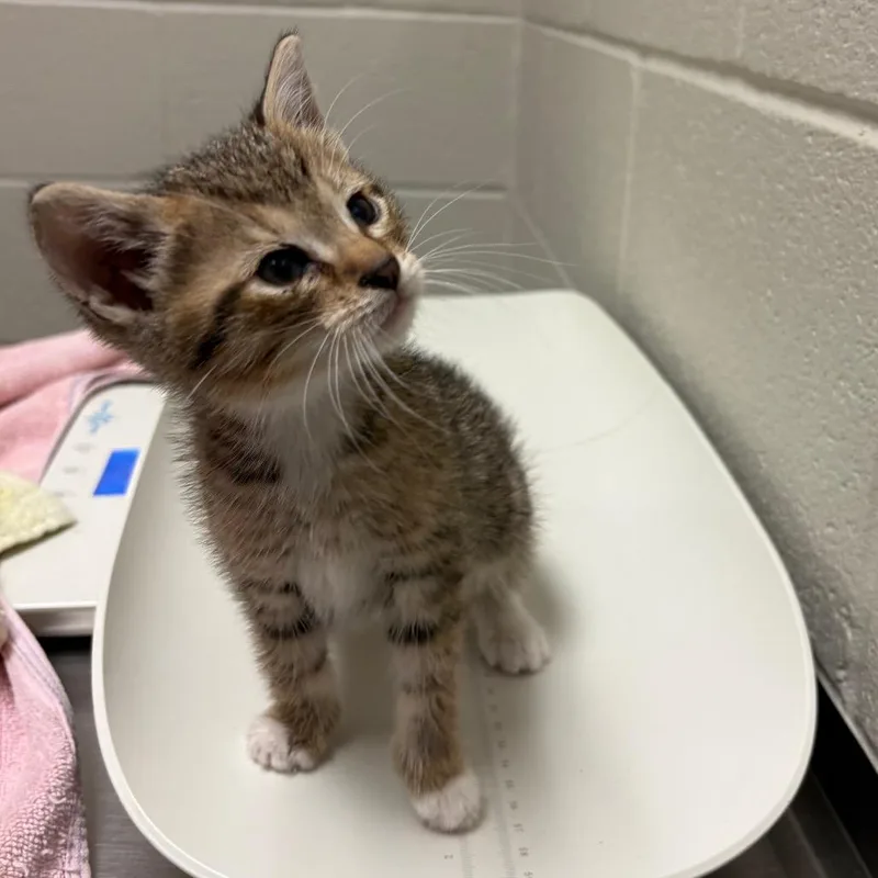 A baby small-sized male Brown / Chocolate Domestic Short Hair cat named Yoda for adoption in Bristol, IN