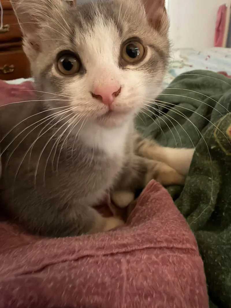 A baby medium-sized male Tabby (Gray / Blue / Silver) Domestic Short Hair cat named Depeche for adoption in Cleveland, OH