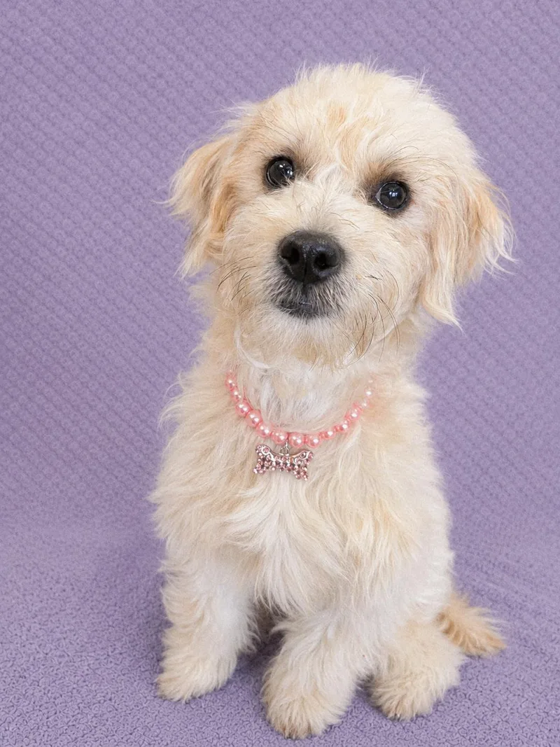A baby small-sized female Apricot / Beige Maltipoo dog named Josie for adoption in Lodi, CA