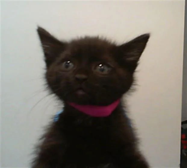 A baby small-sized male Domestic Short Hair cat named A for adoption in Charlotte, NC