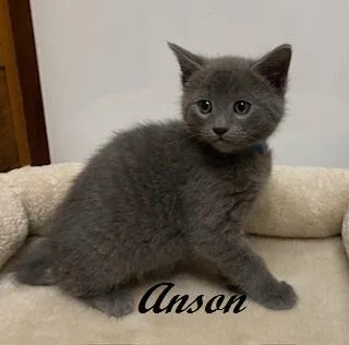 Anson