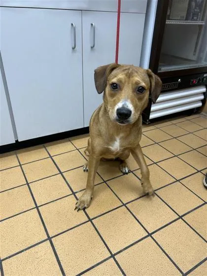 A young medium-sized female Beagle dog named Foxy for adoption in Gainesville, FL