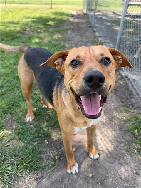 An adult extra large-sized male Basset Hound dog named A for adoption in Conroe, TX