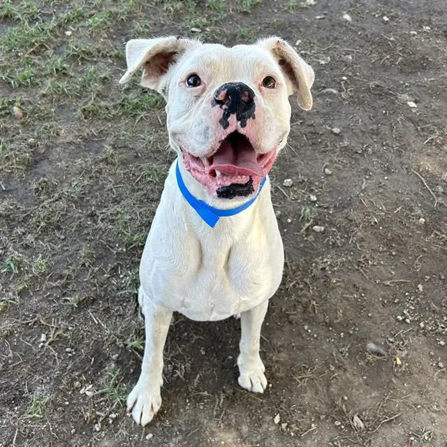 A young medium-sized male Boxer dog named Guapo for adoption in Riverside, CA
