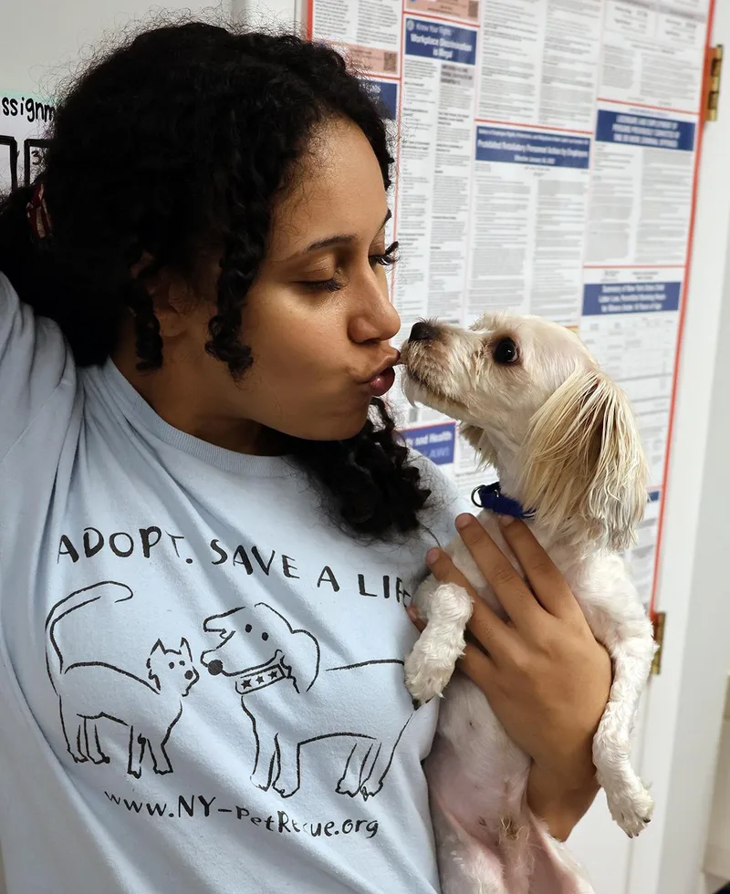 A young small-sized male Maltese dog named Scooby for adoption in Harrison, NY