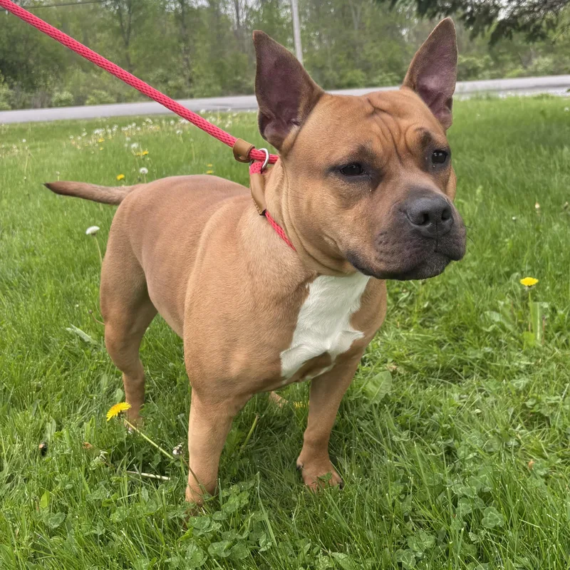 An adult medium-sized female Brown / Chocolate Pit Bull Terrier dog named Miracle for adoption in Batavia, NY