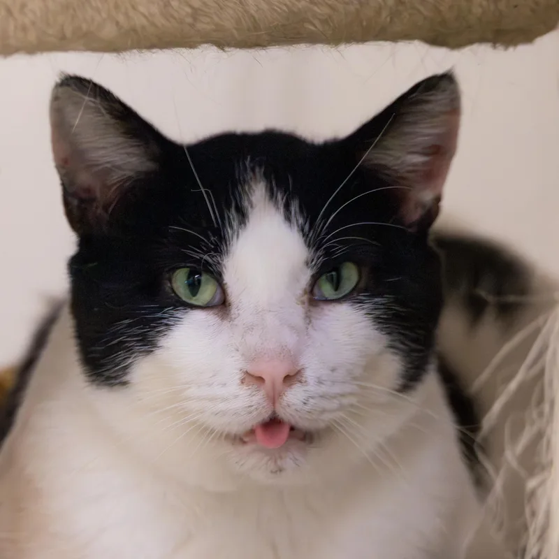 Molasses thumbnail 2