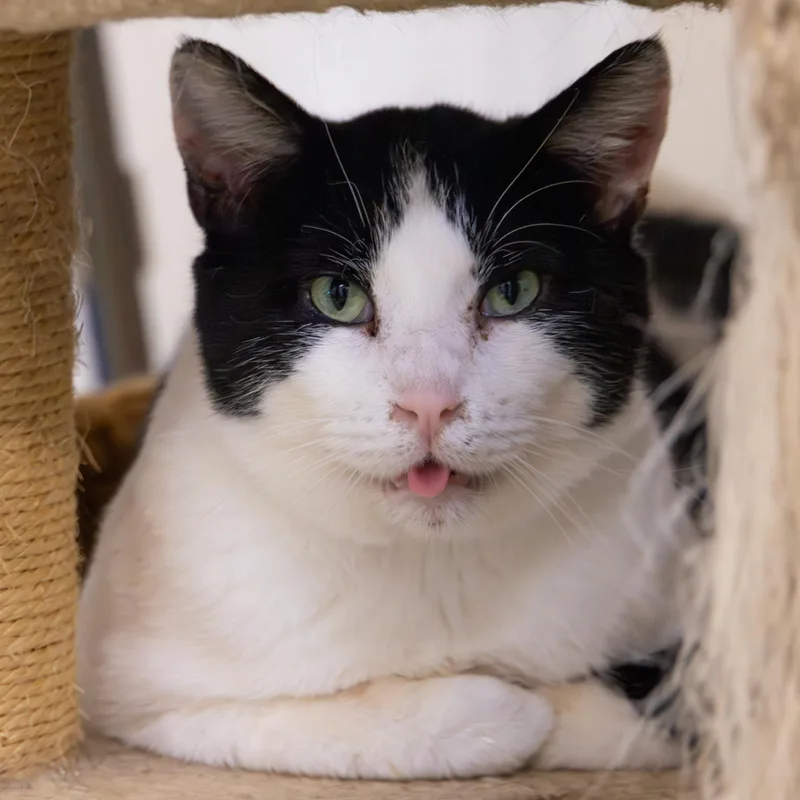 Molasses thumbnail 3