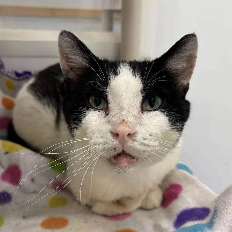 Molasses thumbnail 4