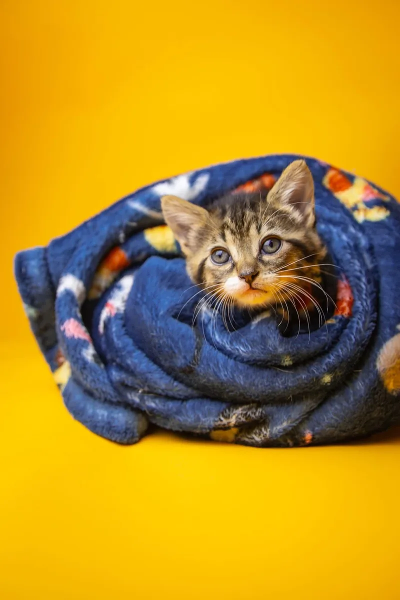 A baby medium-sized female Domestic Short Hair cat named Melody for adoption in Port Deposit, MD