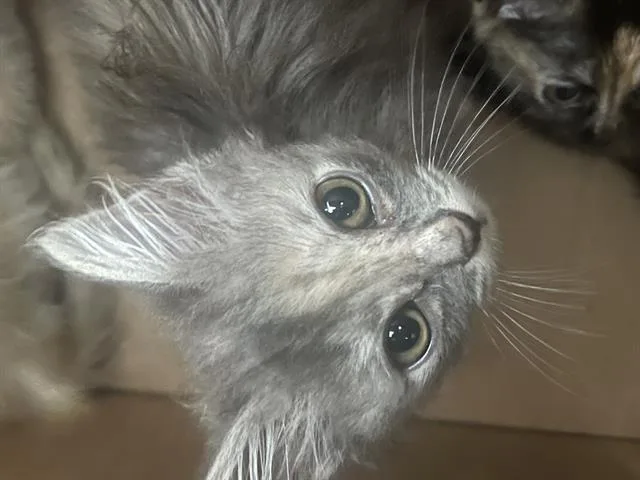 A baby medium-sized female Domestic Short Hair cat named Bop for adoption in Dallas, TX