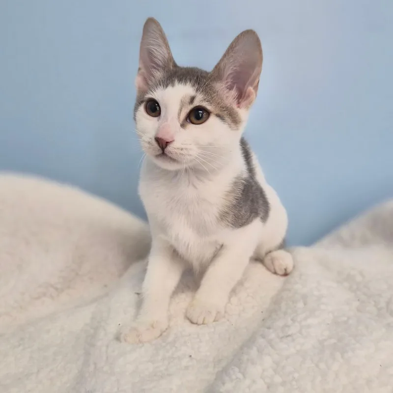 A baby small-sized female Gray / Blue / Silver Domestic Short Hair cat named Butter for adoption in Wahiawa, HI
