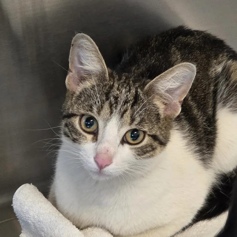 An adult medium-sized male Brown / Chocolate Domestic Short Hair cat named Jay for adoption in Hinsdale, IL