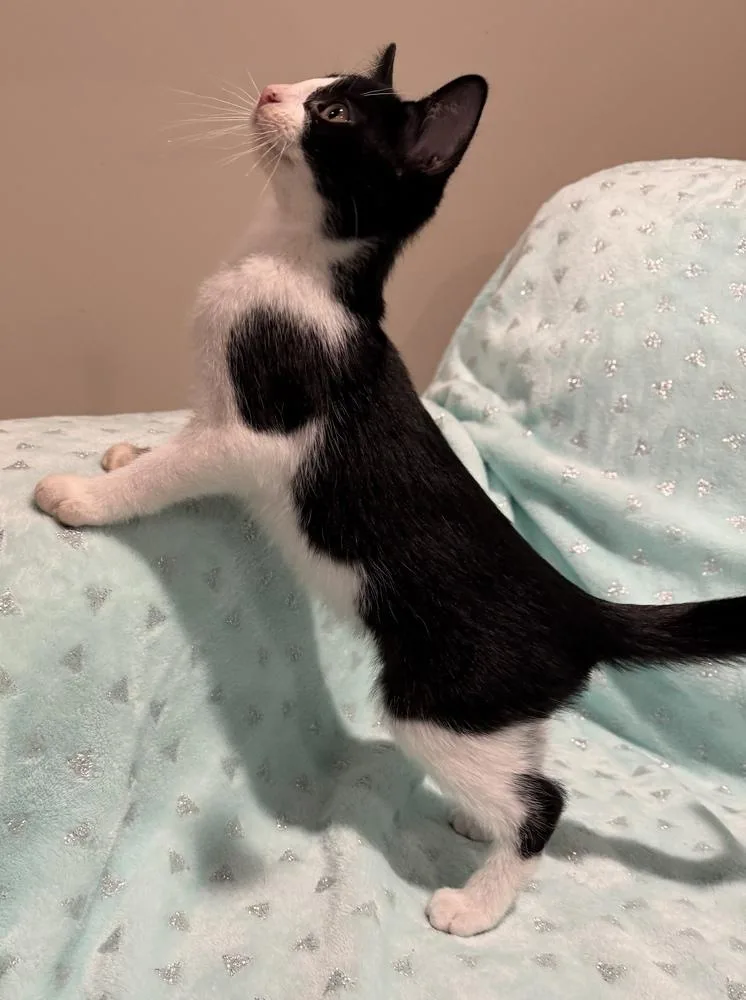 Simon