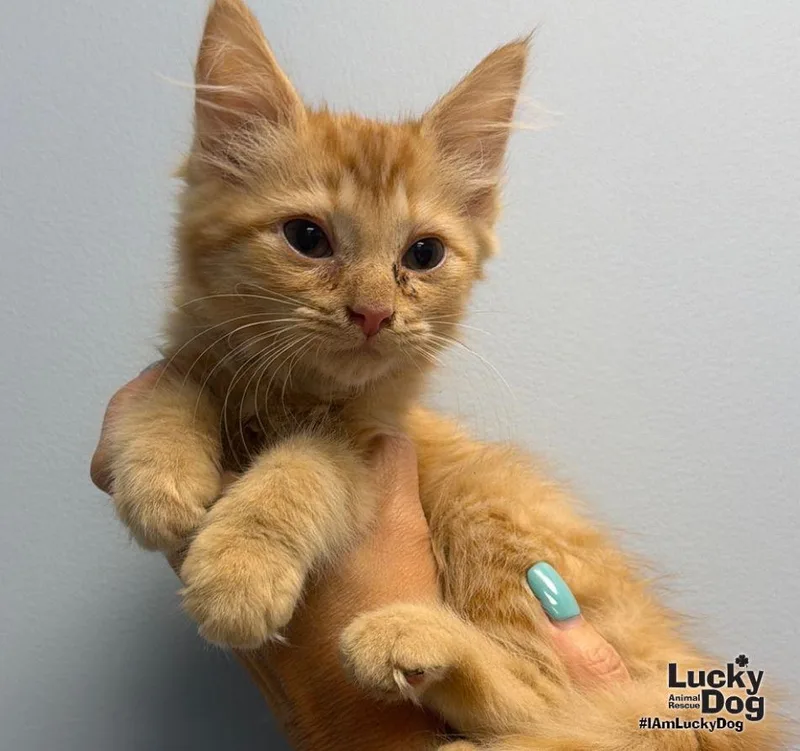 A baby medium-sized female Orange / Red Domestic Long Hair cat named Blossom for adoption in Washington, DC