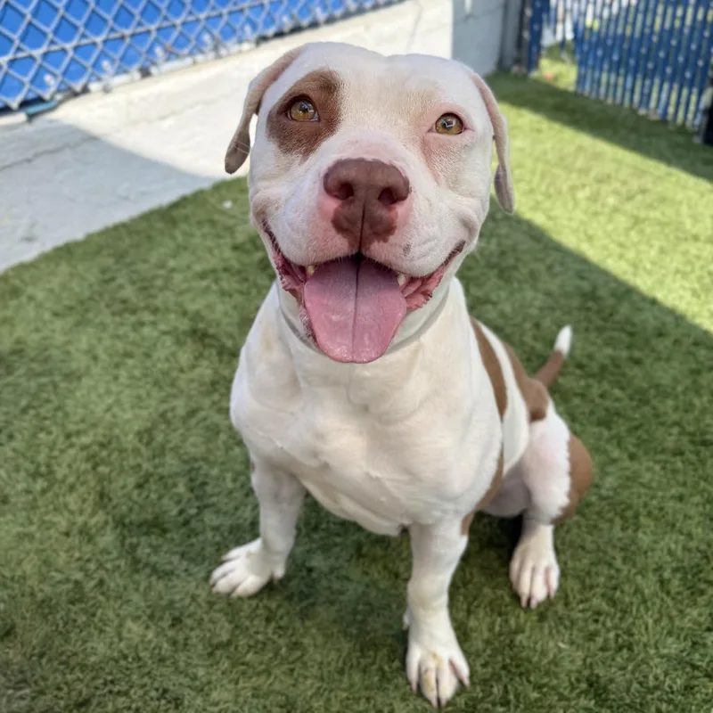 A young medium-sized female White / Cream Pit Bull Terrier dog named Bambi for adoption in Long Beach, CA