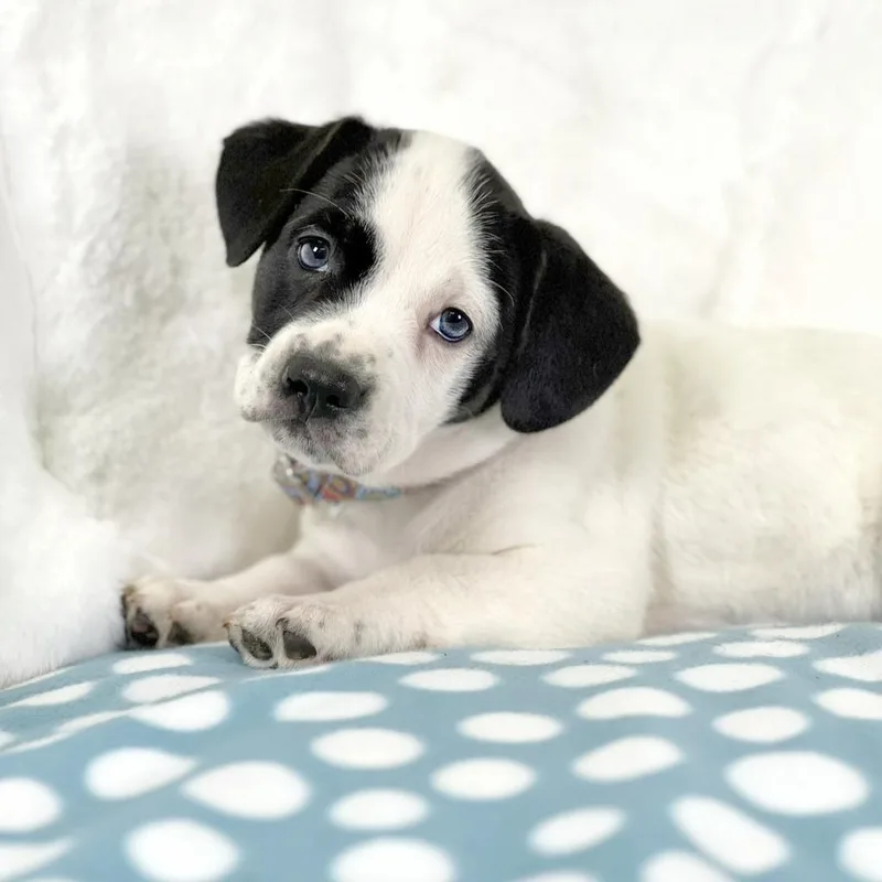 A baby medium-sized female Mixed Breed dog named Sandwich Litter  Rachel for adoption in Savage, MN