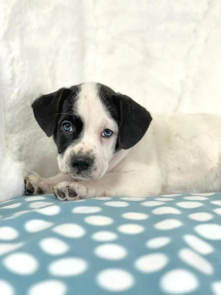 Sandwich Litter  Rachel thumbnail 2